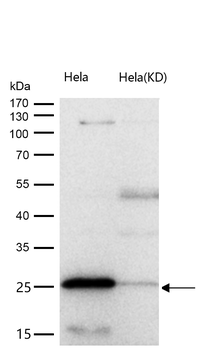 BAP31 Rabbit mAb [KD Validated] Antibody