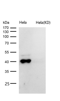 TRIB3 Rabbit mAb [KD Validated] Antibody