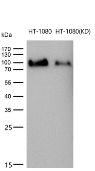 PCAF Rabbit mAb [KD Validated] Antibody