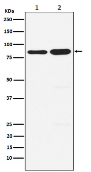 PCAF Rabbit mAb [KD Validated] Antibody