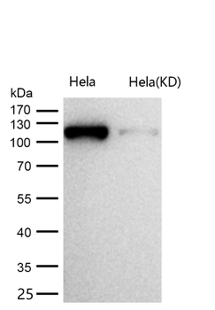 GEF H1 Rabbit mAb [KD Validated] Antibody
