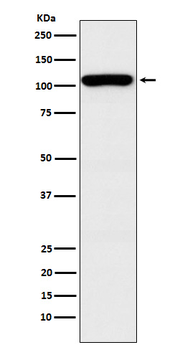 GEF H1 Rabbit mAb [KD Validated] Antibody