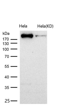 WSTF Rabbit mAb [KD Validated] Antibody