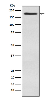 WSTF Rabbit mAb [KD Validated] Antibody
