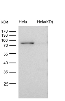 APPL Rabbit mAb [KD Validated] Antibody