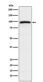 Epac1 Rabbit mAb Antibody