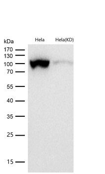 DNA Ligase IV Rabbit Monoclonal Antibody
