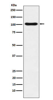 DNA Ligase IV Rabbit Monoclonal Antibody