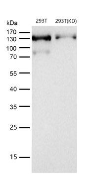 JAK1 Rabbit mAb [KD Validated] Antibody