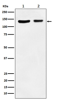 JAK1 Rabbit mAb [KD Validated] Antibody