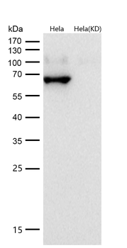 Lamin B2 Rabbit mAb [KD Validated] Antibody