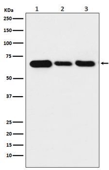 Lamin B2 Rabbit mAb [KD Validated] Antibody