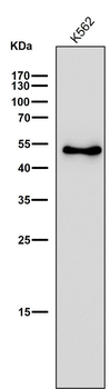 Ephrin B2 Rabbit mAb Antibody