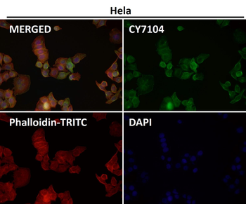 Ephrin B2 Rabbit mAb Antibody