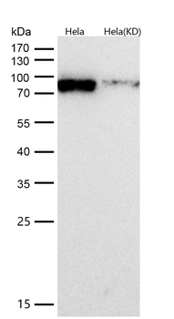 KAT7 / HBO1 / MYST2 Rabbit mAb [KD Validated] Antibody