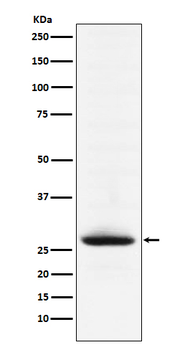 Myelin oligodendrocyte glycoprotein Rabbit mAb Antibody