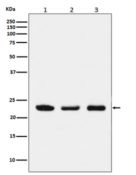 p23 Rabbit mAb Antibody