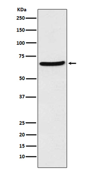 CDT1 Rabbit mAb Antibody
