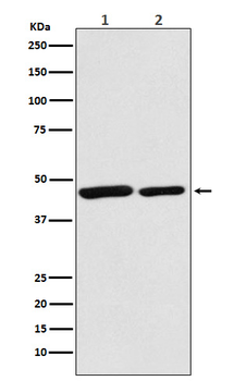 Citrate synthetase Rabbit mAb [KD Validated] Antibody
