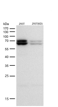 Atg16L1 Rabbit mAb [KD Validated] Antibody