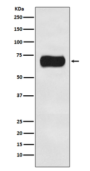 Atg16L1 Rabbit mAb [KD Validated] Antibody