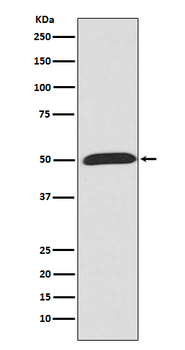 Wnt5a Rabbit mAb [KD Validated] Antibody