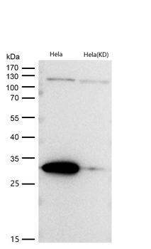 Galectin 3 Rabbit mAb [KD Validated] Antibody