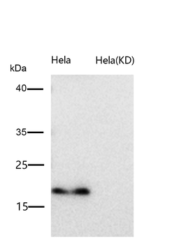 ARF6 Rabbit mAb [KD Validated] Antibody