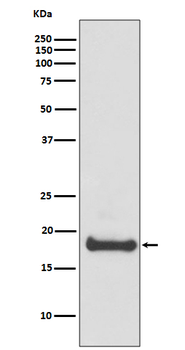 ARF6 Rabbit mAb [KD Validated] Antibody