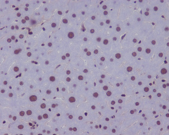 KLF4 Rabbit mAb Antibody