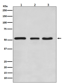 KLF4 Rabbit mAb Antibody