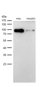 KMT6 / EZH2 Rabbit mAb [KD Validated] Antibody