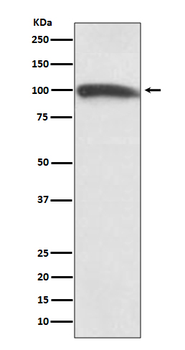 KMT6 / EZH2 Rabbit mAb [KD Validated] Antibody
