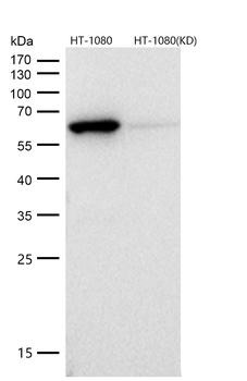 Src Rabbit mAb [KD Validated] Antibody