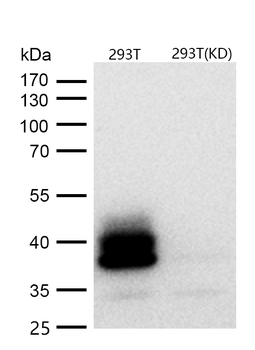 Bmi1 Rabbit mAb [KD Validated] Antibody