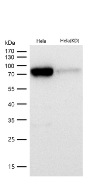 PKC delta Rabbit mAb [KD Validated] Antibody