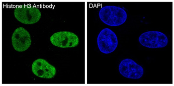 Histone H3 Rabbit mAb Antibody