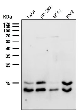 LC3B Rabbit mAb Antibody