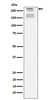 ARID1A Rabbit mAb [KD Validated] Antibody