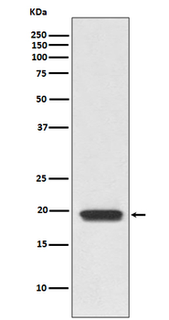 CD3D Rabbit mAb Antibody