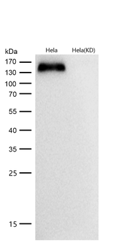 Integrin alpha 5 Rabbit mAb [KD Validated] Antibody