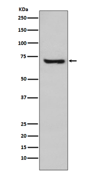 HSPA2 Rabbit mAb Antibody