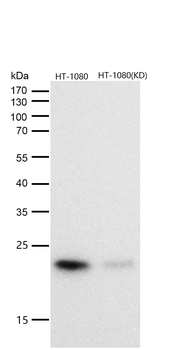 CDC42 Rabbit mAb [KD Validated] Antibody