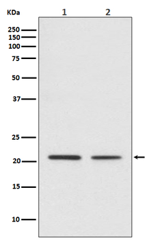 CDC42 Rabbit mAb [KD Validated] Antibody