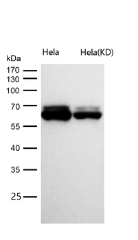 Cdc23/APC8 Rabbit mAb [KD Validated] Antibody
