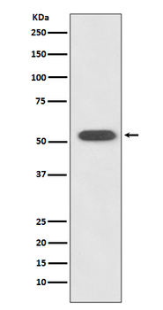 HSPA14 Rabbit mAb Antibody