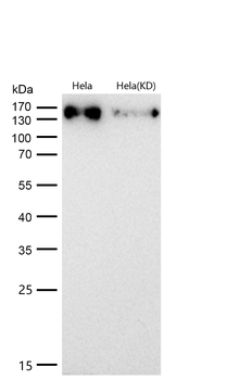 HDAC9 Rabbit mAb [KD Validated] Antibody