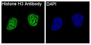 Histone H3 Rabbit mAb Antibody