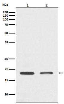 Histone H3 Rabbit mAb Antibody