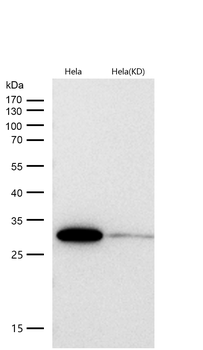 14-3-3 gamma Rabbit mAb [KD Validated] Antibody